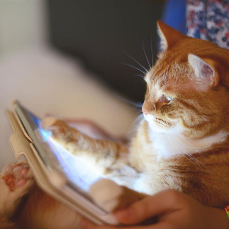 Cat with Paws on IPAD